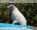 Small #20 Poodle (Toy)