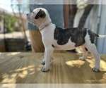 Puppy Bingo American Bulldog