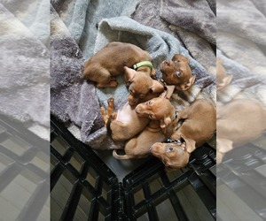 Dachshund Litter for sale in MCVEYTOWN, PA, USA