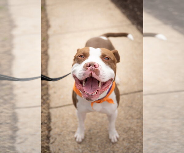 Medium Photo #6 Mutt Puppy For Sale in Alexandria, VA, USA