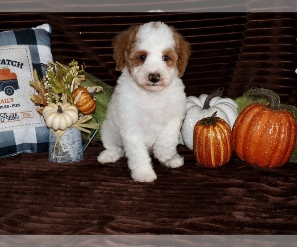 Medium Photo #3 Goldendoodle (Miniature) Puppy For Sale in GIRARD, KS, USA