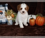 buddy - Male Goldendoodle (Miniature) Puppy for Sale - Photo #3