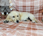 Small #1 Golden Retriever