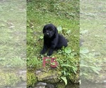 Small #17 Labrador Retriever