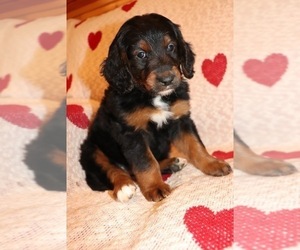 Goldendoodle Puppy for sale in HEADLAND, AL, USA