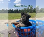 Small Photo #1 German Shepherd Dog Puppy For Sale in SUMPTER TWP, MI, USA