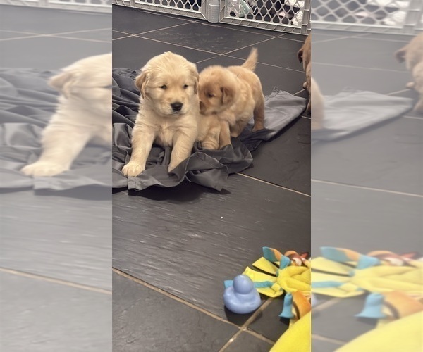 Medium Photo #2 Golden Retriever Puppy For Sale in PANA, IL, USA