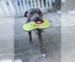 Small American Pit Bull Terrier-Labrador Retriever Mix