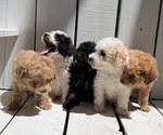 Small #3 Poodle (Miniature)