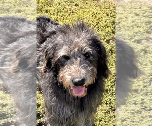 Father of the Labradoodle puppies born on 06/10/2025