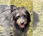 Small Photo #1 Labradoodle Puppy For Sale in CRAIG, NE, USA
