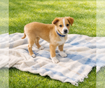 Small Mutt