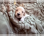 Small #3 Goldendoodle