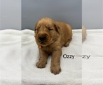 Small #1 Golden Retriever