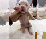 Small #5 American Bulldog