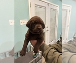 Puppy Female 2 Labrador Retriever