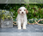 Small #1 Goldendoodle (Miniature)