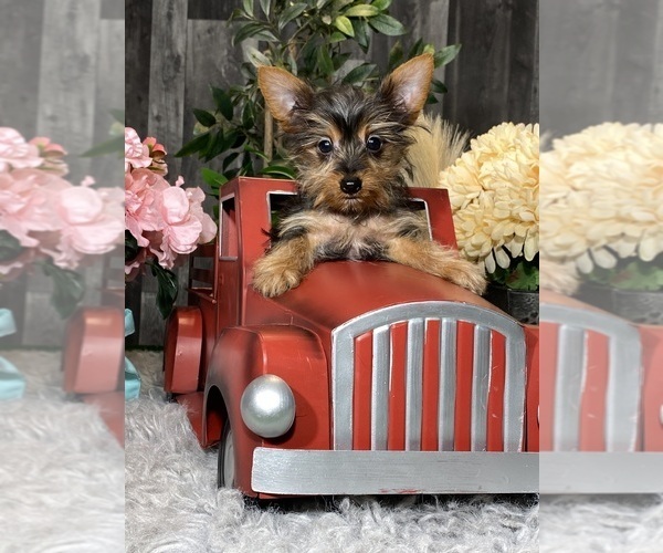 Medium Photo #1 Yorkshire Terrier Puppy For Sale in CANOGA, NY, USA