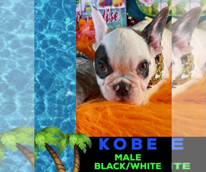 French Bulldog Puppy for sale in HEATHROW, FL, USA