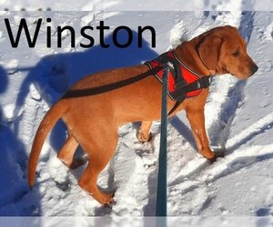 Labrador Retriever-Redbone Coonhound Mix Dogs for adoption in Mountain View, AR, USA