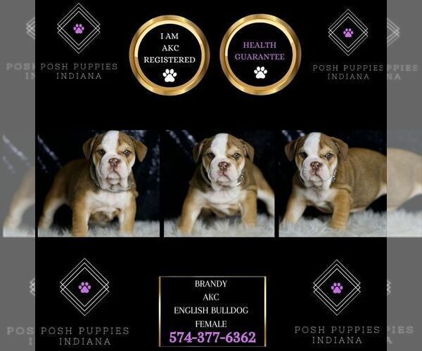 Medium Photo #37 English Bulldog Puppy For Sale in WARSAW, IN, USA