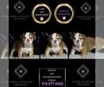 Small Photo #37 English Bulldog Puppy For Sale in WARSAW, IN, USA