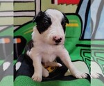 Puppy Chex Border Collie
