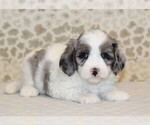 Small Photo #2 Miniature Bernedoodle Puppy For Sale in DENVER, PA, USA