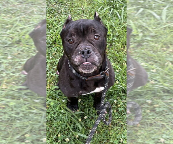 Medium Photo #3 American Bulldog-Unknown Mix Puppy For Sale in Glen Allen, VA, USA