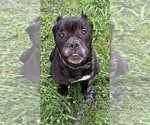 Small #2 American Bulldog Mix
