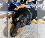 Small #2 Doberman Pinscher Mix
