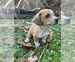 Small Photo #7 Basset Hound-Mountain Cur Mix Puppy For Sale in HARTSHORN, MO, USA