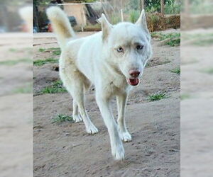 Blossom - Female Siberian Husky Dog for Adoption - Photo #21