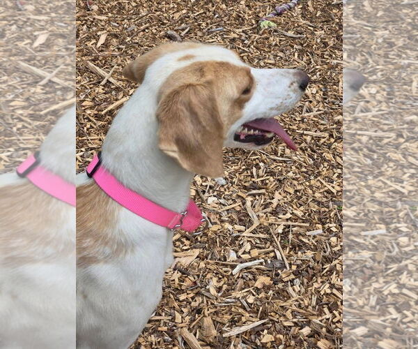 Medium Photo #2 Mutt Puppy For Sale in Rustburg, VA, USA