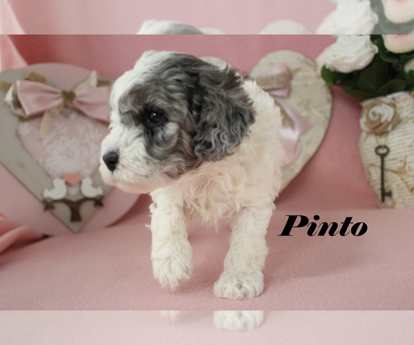 Medium Photo #10 Poodle (Toy) Puppy For Sale in CHANUTE, KS, USA