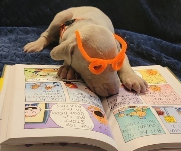 Medium Photo #24 Weimaraner Puppy For Sale in NEWCASTLE, OK, USA