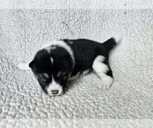 Medium Photo #1 Pom-Shi Puppy For Sale in MIDDLEBURG, FL, USA