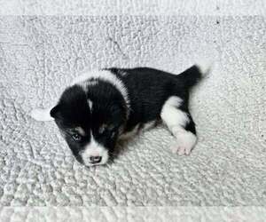 Pom-Shi Puppy for sale in MIDDLEBURG, FL, USA