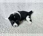 Image preview for Ad Listing. Nickname: Thunderheart