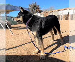 Hunter - Male Australian Kelpie Dog for Adoption - Photo #18