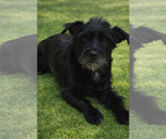 Small #1 Maltese Mix