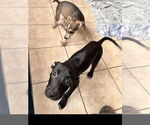 Small #2 American Staffordshire Terrier-Catahoula Leopard Dog Mix