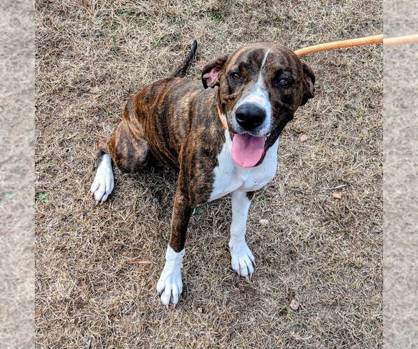 Medium Photo #3 Mutt Puppy For Sale in Canton, CT, USA