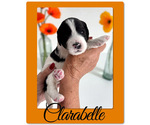 Small #3 Bernedoodle-Poodle (Standard) Mix