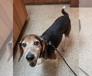 Beagle Dogs for adoption in Dunnellon, FL, USA