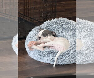 Thimble - Sewing Litter - Male American Staffordshire Terrier-Unknown Mix Dog for Adoption - Photo #6