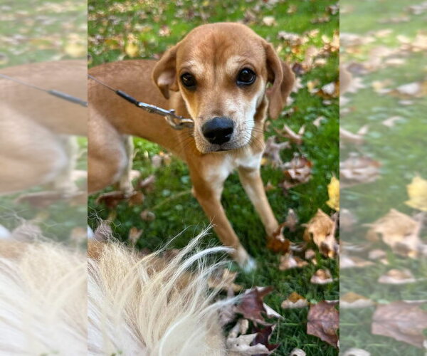 Medium Photo #3 Beagle-Unknown Mix Puppy For Sale in New York, NY, USA