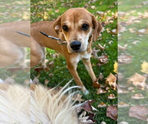 Bella (AL) - Female Beagle-Unknown Mix Dog for Adoption - Photo #3