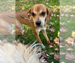 Small Photo #3 Beagle-Unknown Mix Puppy For Sale in New York, NY, USA