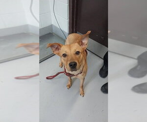 Carolina Dog Dogs for adoption in Corpus Christi, TX, USA
